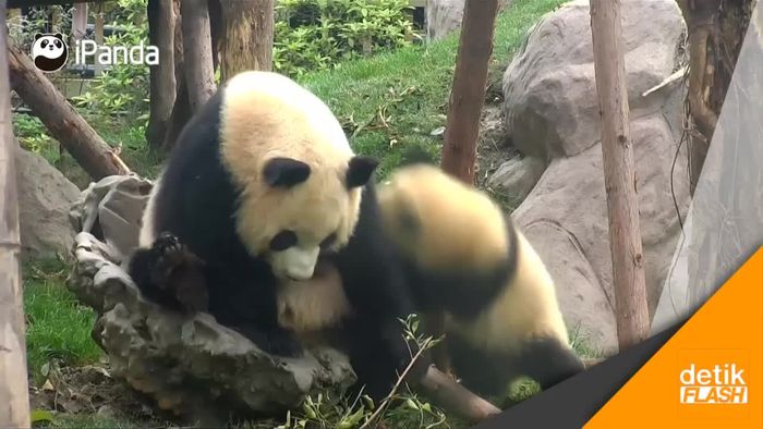 Saat Tingkah Laku Ibu Panda Menurun ke Turunannya