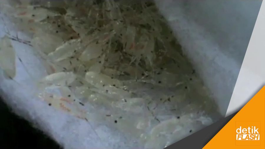 Penyelundupan Ribuan Benih Lobster Digagalkan