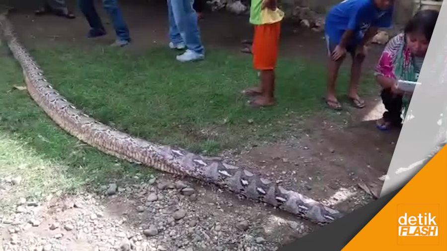 Heboh Piton 7 Meter Belit Orang di Bone
