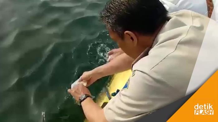 Polisi Lepaskan Baby Lobster Hasil Sitaan