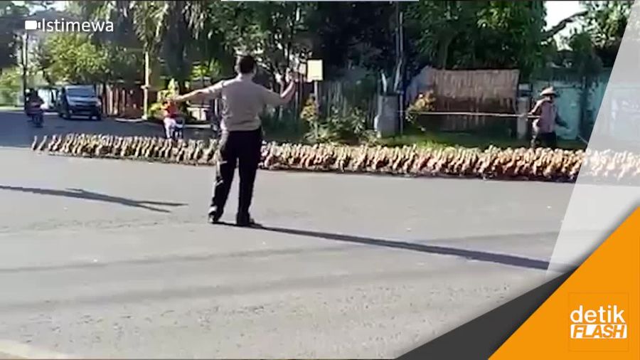 Momen Ratusan Bebek Saat Diseberangkan Wakapolres Solo