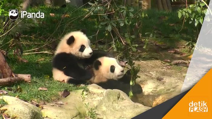 Asyik Bermain, Panda Kembar ini Lantas Berduel