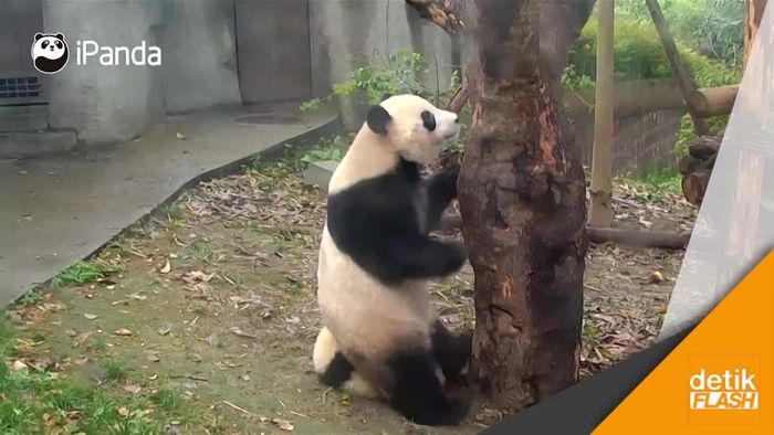 Kocak! Turun dari Pohon, Ibu Panda Mendarat di Kepala Anaknya