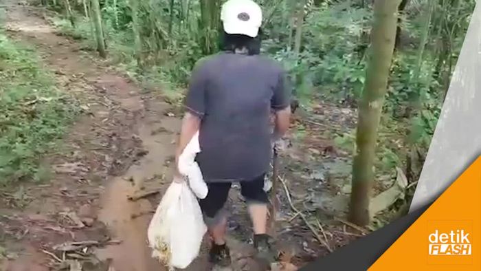 Kenalan dengan Tini Kasmawati, Pawang Owa Jawa di Sukabumi