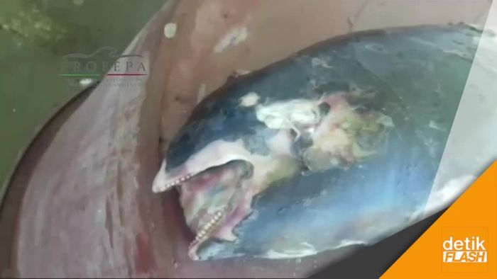 Hiks! Lumba-lumba Kecil Vaquita Mati karena Illegal Fishing