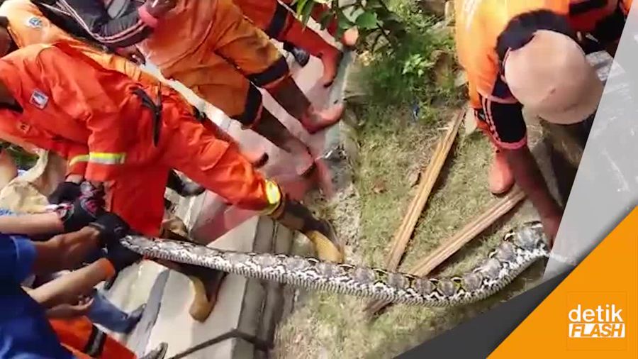 Video Pasukan Oranye Temukan Ular Sanca 4 Meter di Got