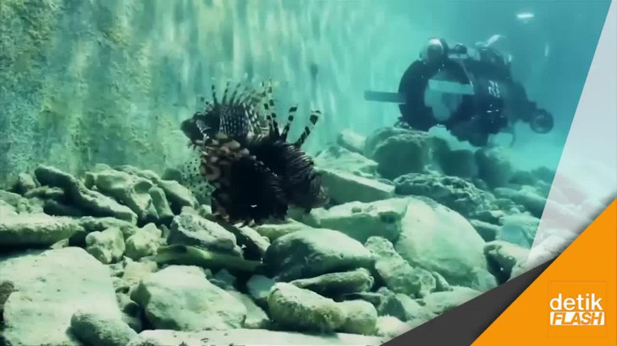 Ternyata Ada Robot Penangkap Lionfish