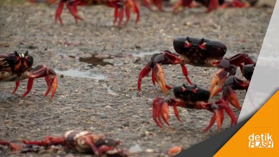 Ban Bocor karena Kepiting, Kondom Solusinya!