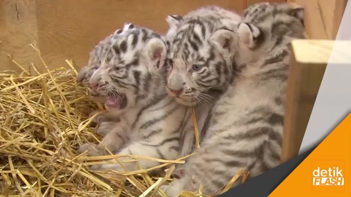 Gemasnya Melihat Anak Harimau Putih 