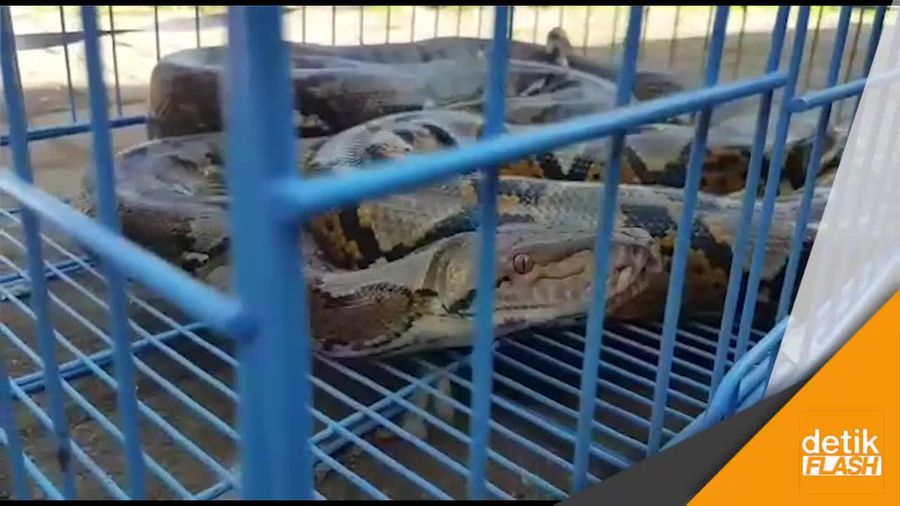 Apa Rasanya Jika Ular ini Anda Temukan di Got?