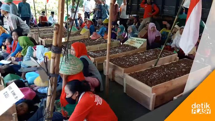 Hiii.. Petani Telukjambe Kubur Diri di Seberang Monas