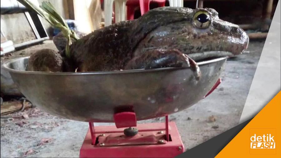 Warga Sulawesi Tangkap Katak Raksasa Ini