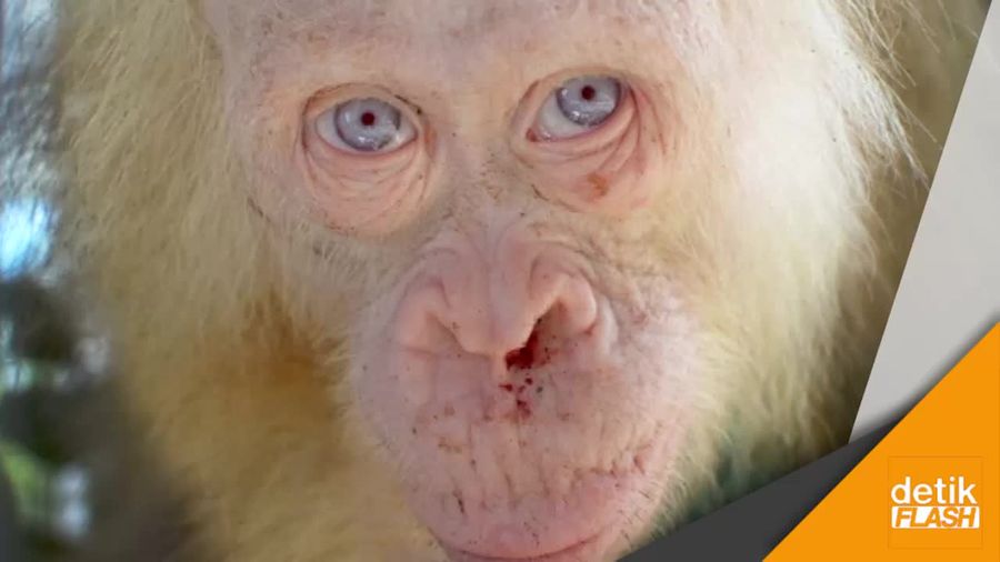 Ada Orangutan Albino di Kalimantan 