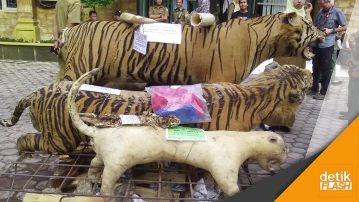 Merombak Aturan Konservasi dan Satwa Langka