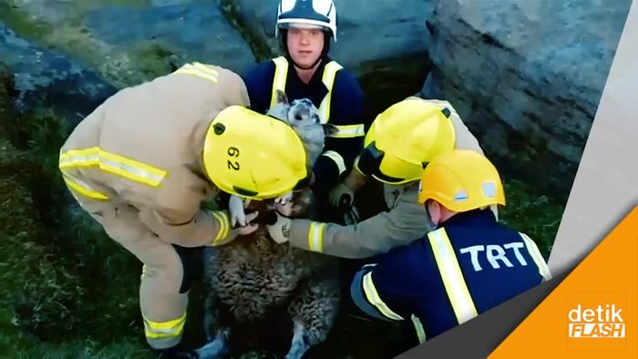 Aksi Heroik Penyelamatan Domba yang Terjepit Batu