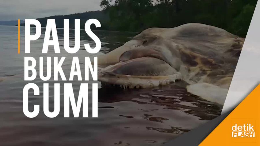 Ini Bangkai Paus, Bukan Cumi Raksasa