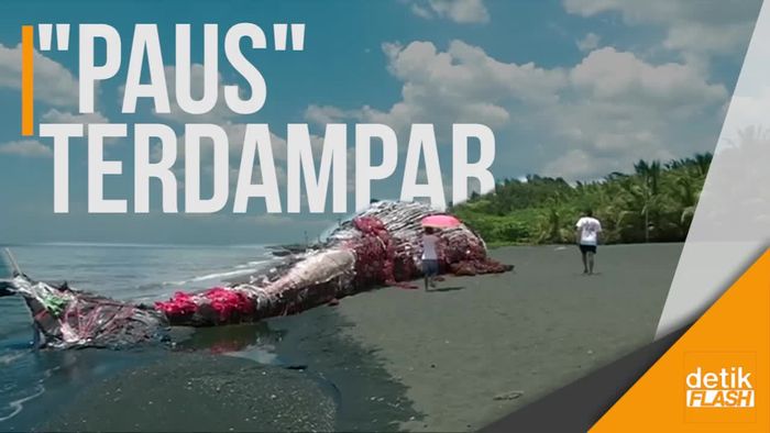 Paus Unik Terdampar di Filipina