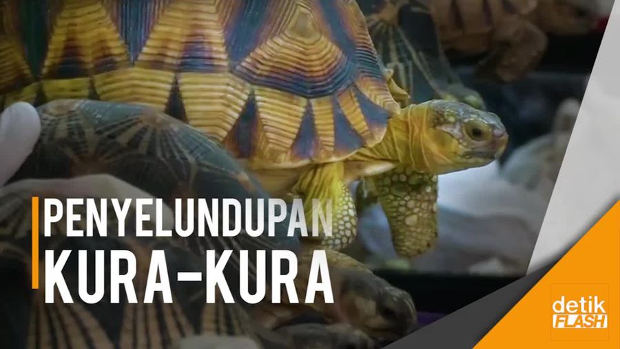 Ratusan Kura-kura Diselundupkan dari Madagascar