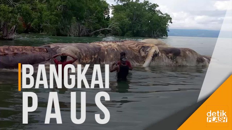 Jenis Paus yang Terdampar di Maluku Masih Misterius 