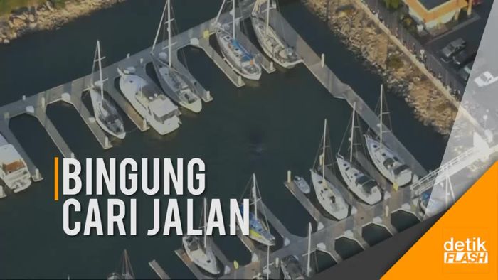 Seekor Paus Bungkuk Terjebak di Pelabuhan