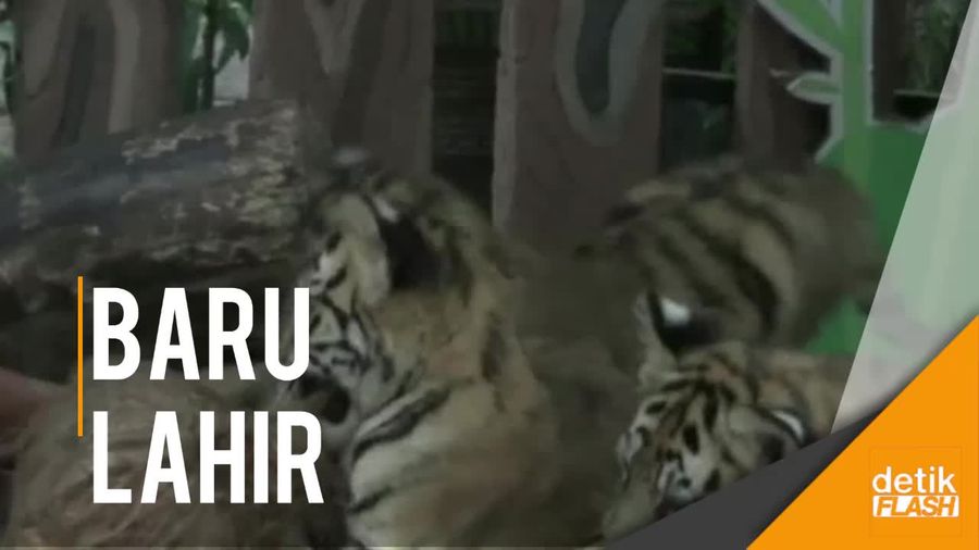 Lucunya Bayi-bayi Harimau Benggala di Taman Safari Prigen Ini