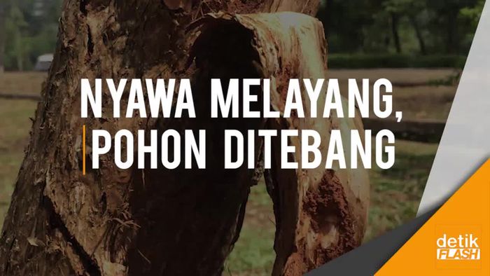 Nyawa Manusia Melayang, Pohon Rindang Jadi Korban