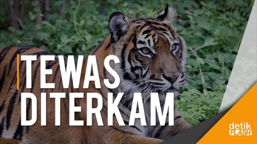 Kecelakaan Fatal, Harimau Tewaskan Penjaga Kebun Binatang