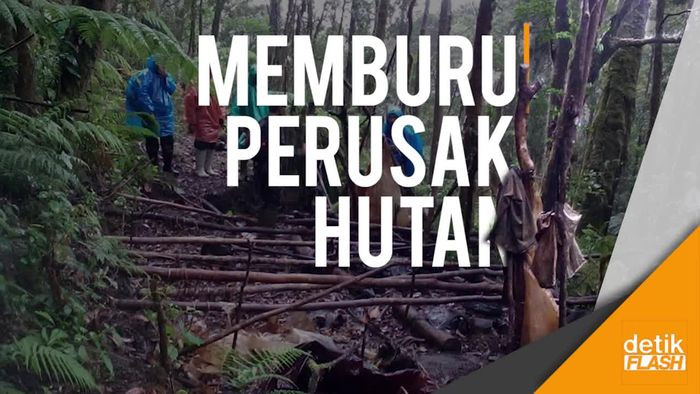Perjalanan Panjang Mencari Si Perusak Taman Nasional