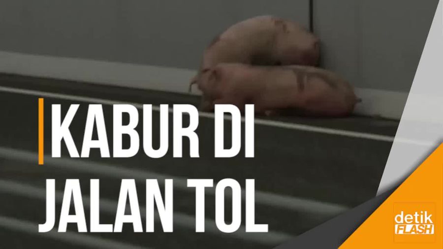 Kocak! Belasan Ekor Babi Melarikan Diri Saat Hendak Dibawa  