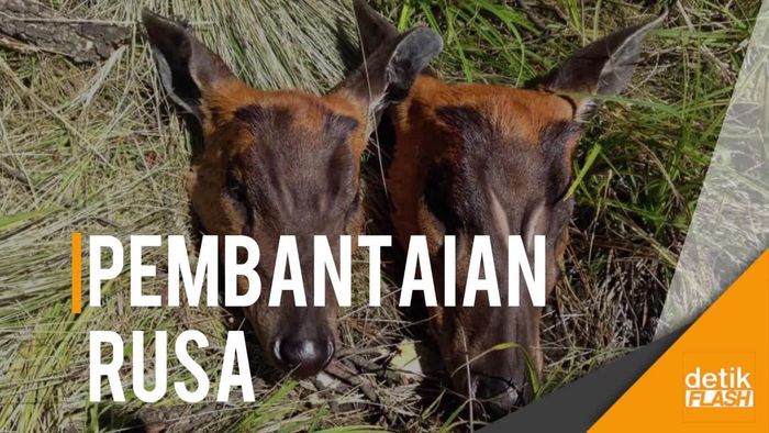 Siapa Pemburu Rusa di Gunung Lawu?
