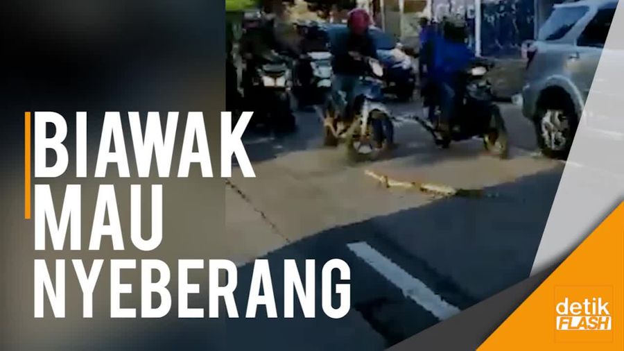 Permisi, Biawak Numpang Nyeberang di Tanjung Barat