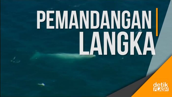 Penampakan Paus Putih di Lepas Pantai Australia 