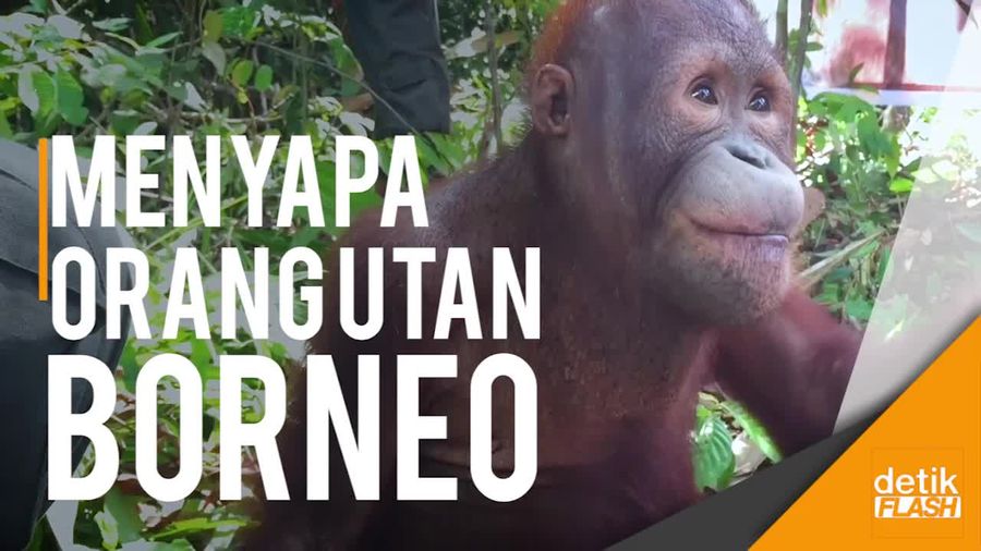 Menyapa Orangutan di Nyaru Menteng Palangka Raya