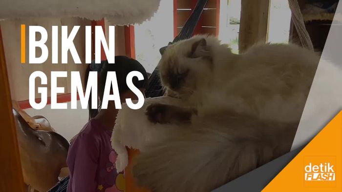 Serunya Main Bersama Kucing Ndut dan Manja di Garut