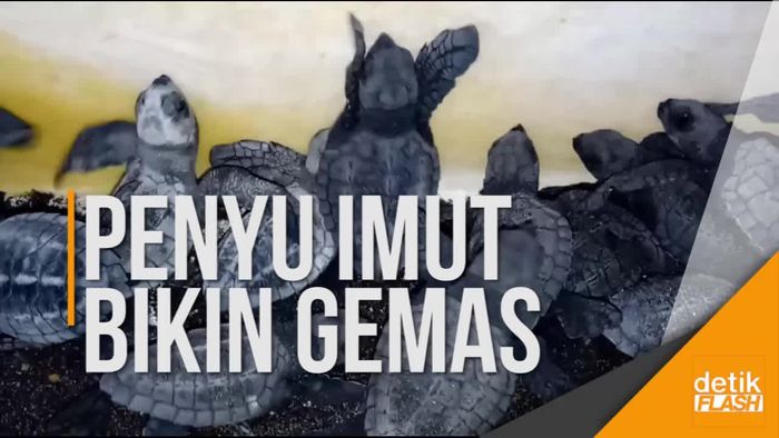 Lucunya Melihat Penyu Baru Lahir Berinteraksi