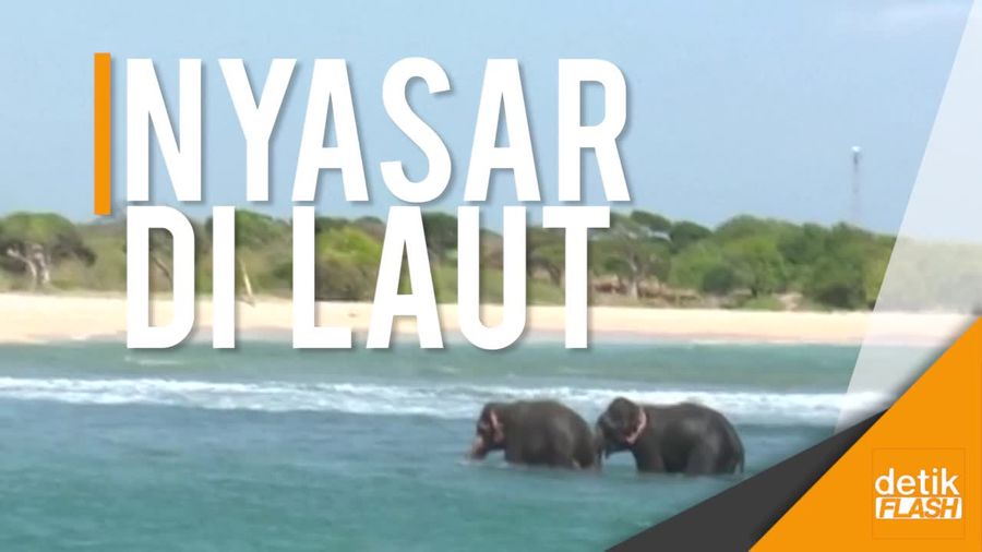 Dramatis! Penyelamatan Gajah Terseret Ombak 
