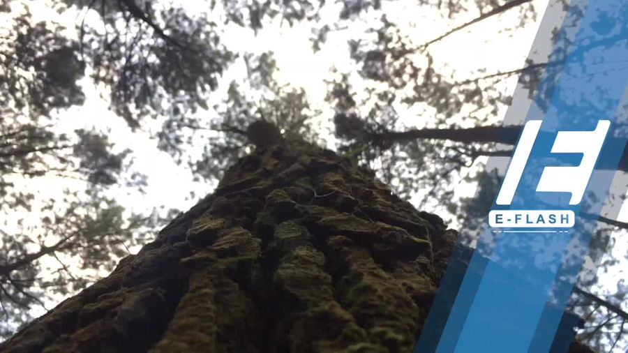 Melihat Penangkaran Elang di Bogor yang Asik untuk Liburan
