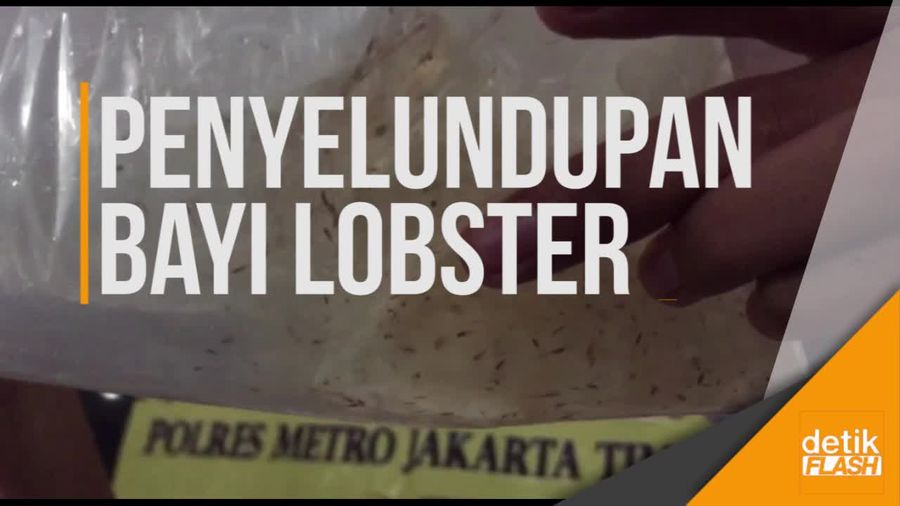 Polisi Gagalkan Penyelundupan 13.600 Bayi Lobster Senilai Rp 3 Miliar
