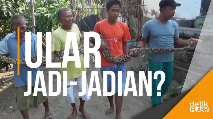 Seorang Pria Tangkap Ular 4 Meter Usai Tiga Hari Ritual