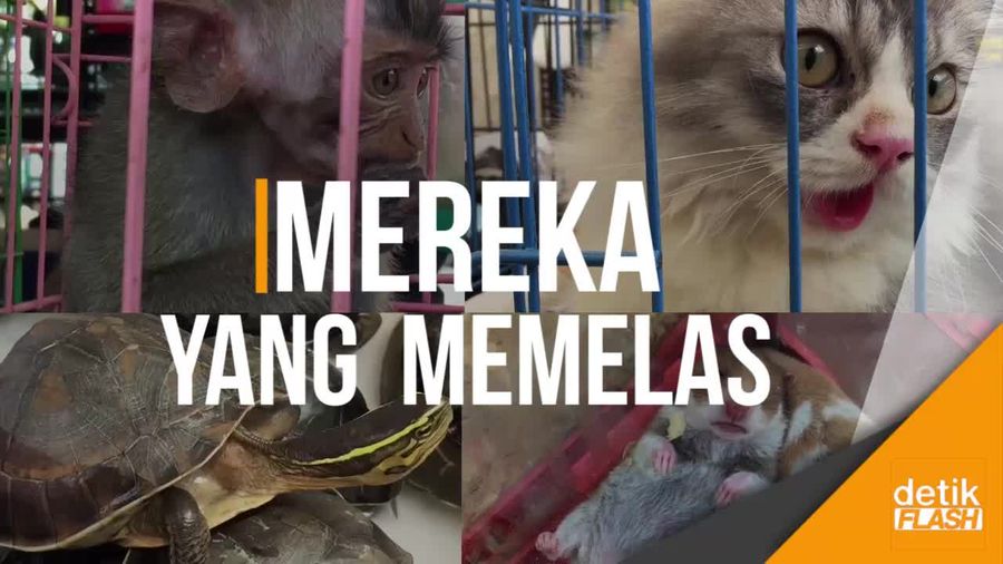 Wajah Melas Si Monyet Lucu di Pameran Flona