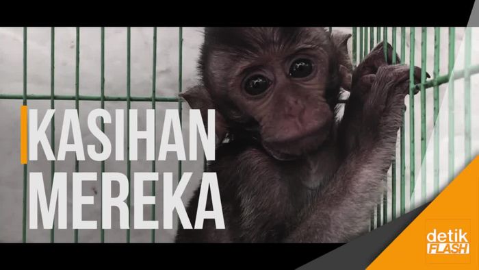 Ekspresi Hewan di Pameran Flona Saat Diterpa Suhu 32°C