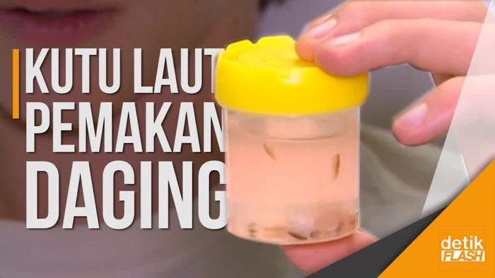 Kutu Laut Pemakan Daging Telan Korban di Australia