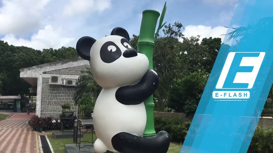 Bikin Gemas! Lucunya Panda-panda di Macau