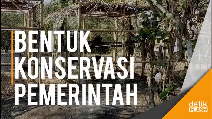 Puncak HKAN 2017, Sejumlah Satwa Dilindungi Dilepasliarkan