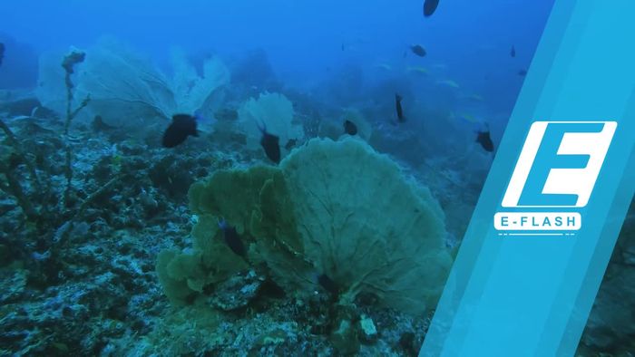 Menengok Bawah Laut Arus Balee yang Memukau