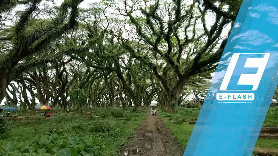 Hutan Mirip Fangorn di Lord of The Rings Ada di Banyuwangi