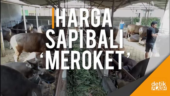 Jadi Primadona Hewan Kurban, Harga Sapi Bali Meroket