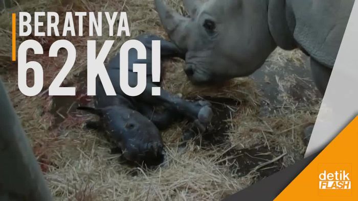 Bayi Badak Putih yang Bikin Gemas!