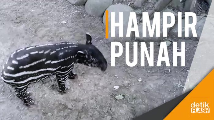 Halo, Namaku Bayi Tapir Nan Langka
