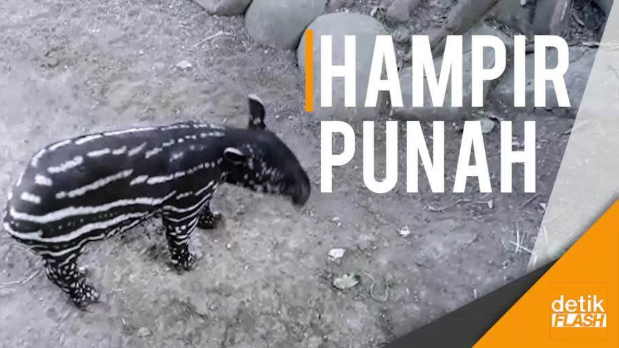 Halo, Namaku Bayi Tapir Nan Langka